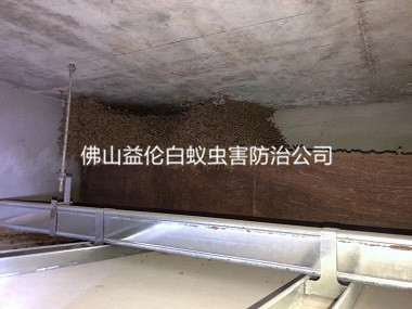 丹灶白蚁防治站处置惩罚白蚁巢