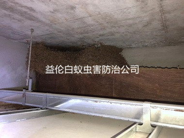 荔湾区旧衡宇灭治白蚁巢工程