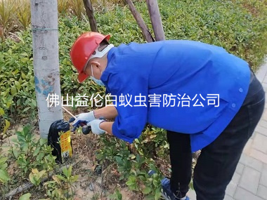 丹灶翰林湖生态公园祛除白蚁