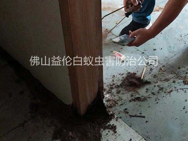 丹灶衡宇灭治白蚁