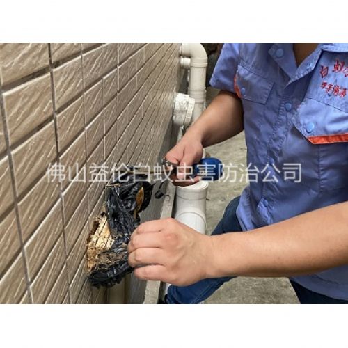 大沥修建灭治白蚁工程