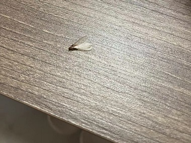 白蚁防治知识-佛山市益伦白蚁虫害防治有限公司